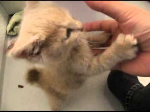 都内一人暮らし男が子猫を拾った① あいさつは猫パンチ！編 - YouTube