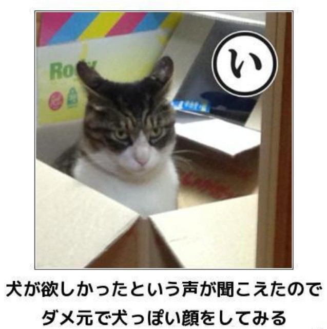 動物関連の「ボケて」貼ってください!