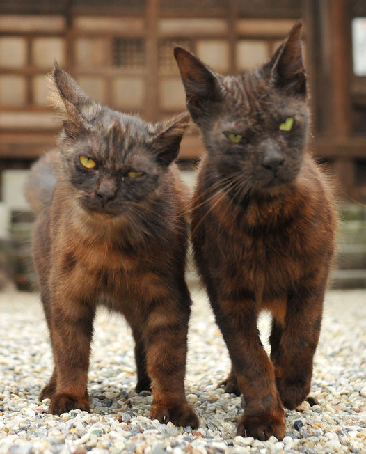 前田敦子、ペットは「猫が8匹、犬が6匹…」「知らない間にどんどん増えてる」