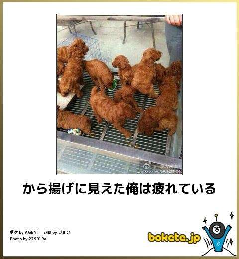 動物関連の「ボケて」貼ってください!