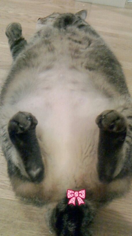 前田敦子、ペットは「猫が8匹、犬が6匹…」「知らない間にどんどん増えてる」