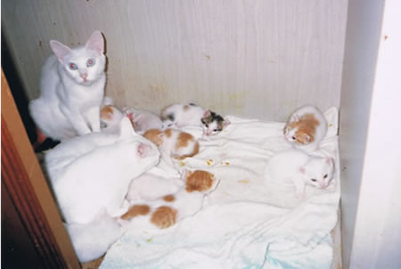 〜アニマルウェルフェア（動物福祉）推進ネットワーク〜 | アニマルホ―ダ―とは