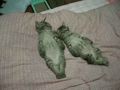 『ガルちゃん猫図鑑』