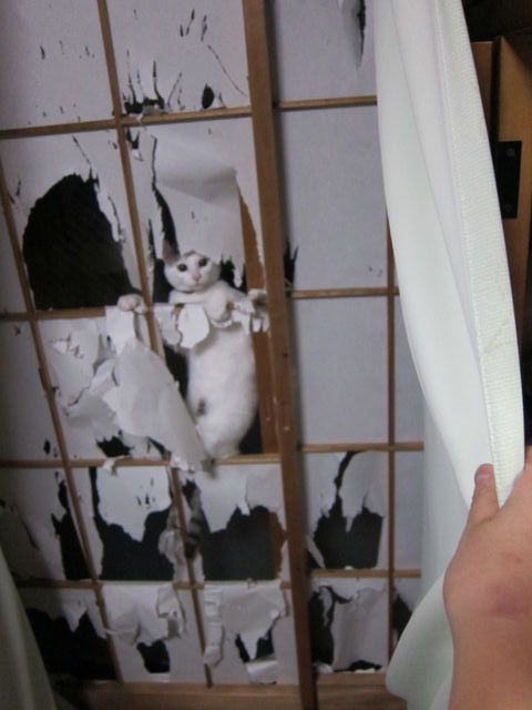 『ガルちゃん猫図鑑』
