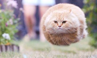 『ガルちゃん猫図鑑』