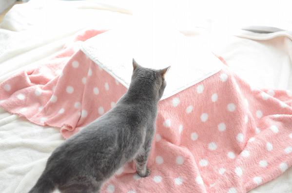 100均の材料で「猫用こたつ」を作った結果ｗ