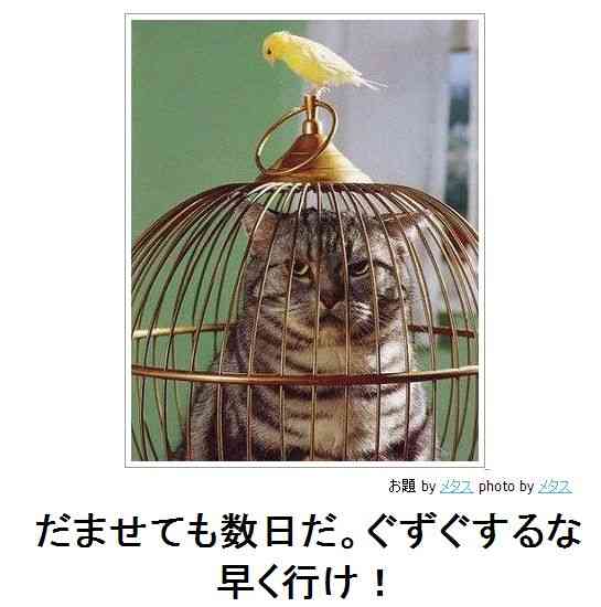 動物関連の「ボケて」貼ってください!