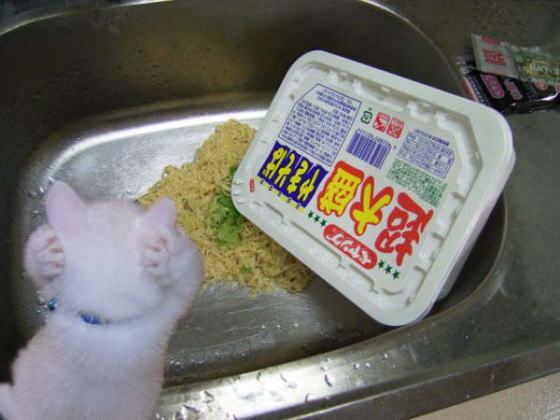 動物関連の「ボケて」貼ってください!