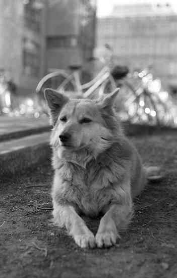 大学で講義を一緒に聴いていたマスコット犬、職員に毒殺され学生激怒