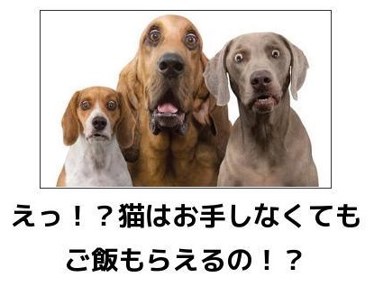 動物関連の「ボケて」貼ってください!