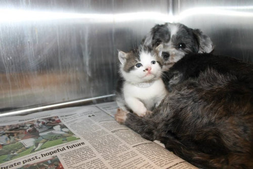 犬と子猫が出会った様子が癒される