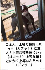 動物関連の「ボケて」貼ってください!