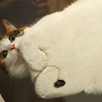 ほっこりする猫画像