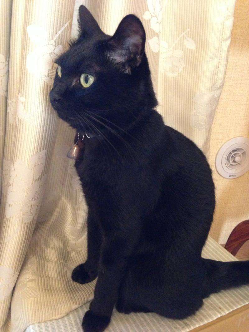 『ガルちゃん猫図鑑』