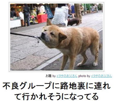 動物関連の「ボケて」貼ってください!