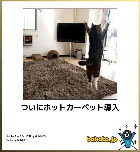 動物関連の「ボケて」貼ってください!