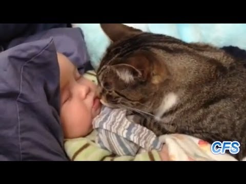 猫と赤ちゃん - YouTube