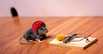 動物関連の「ボケて」貼ってください!