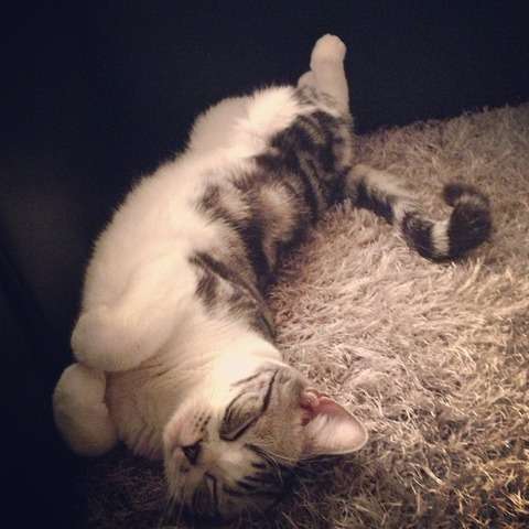 前田敦子、ペットは「猫が8匹、犬が6匹…」「知らない間にどんどん増えてる」