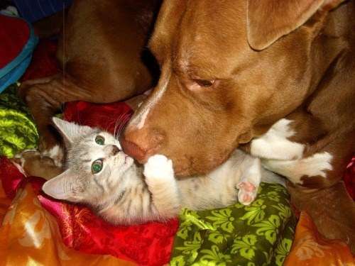 犬と子猫が出会った様子が癒される
