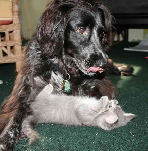 犬と子猫が出会った様子が癒される