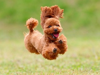 どんな死に方がいい(いや)ですか？