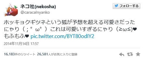 ホッキョクギツネという狐が予想を超える可愛さだった！