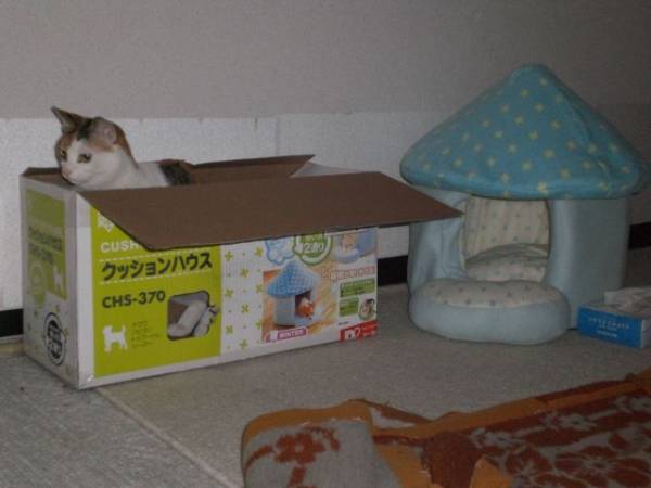 100均の材料で「猫用こたつ」を作った結果ｗ