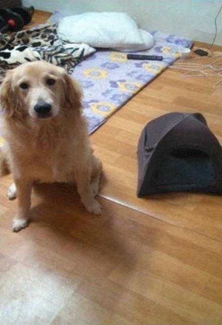誰でも簡単にできる犬小屋の作り方ww