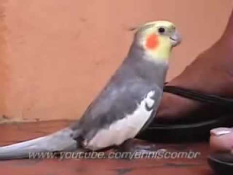 Calopsita   Bate o Pé   Cockatiel.wmv - YouTube