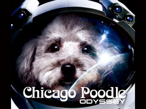 Chicago Poodle 「ODYSSEY」 - YouTube