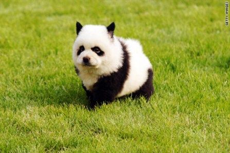 大学で講義を一緒に聴いていたマスコット犬、職員に毒殺され学生激怒