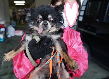 ◆続、緊急報告◆元ブリーダー崩壊犬、全頭詳細｜長崎 Life of Animalのブログ