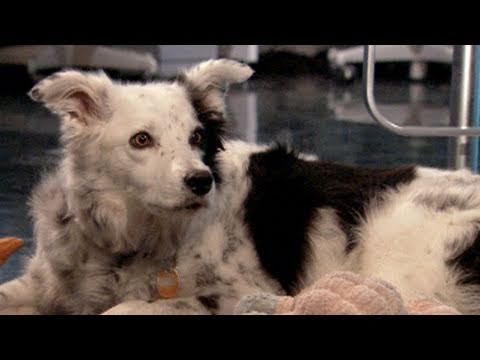 The Dog Who Knows 1,000 Words 2/9/2011 - YouTube