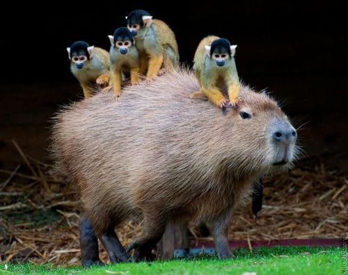カピバラさんのカリスマ性がすごい！寝転ぶといろんな動物たちが寄り添ってくるｗ（主に体温のせい）