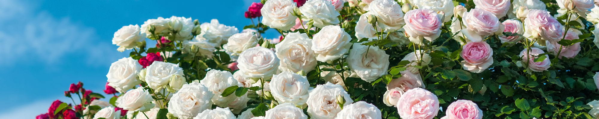 誰も知らない やしきたかじん 最期の2年間 | 泣けるブログ