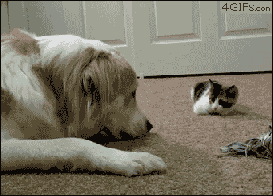 犬と子猫が出会った様子が癒される