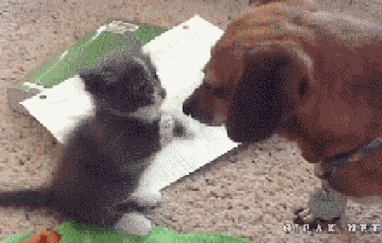犬と子猫が出会った様子が癒される