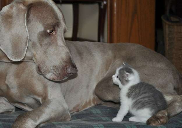 犬と子猫が出会った様子が癒される
