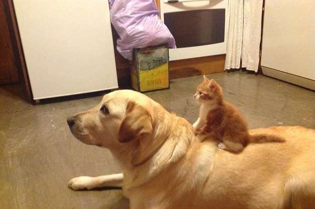 17 Dogs Meeting Kittens For The Very First Time