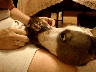 犬と子猫が出会った様子が癒される