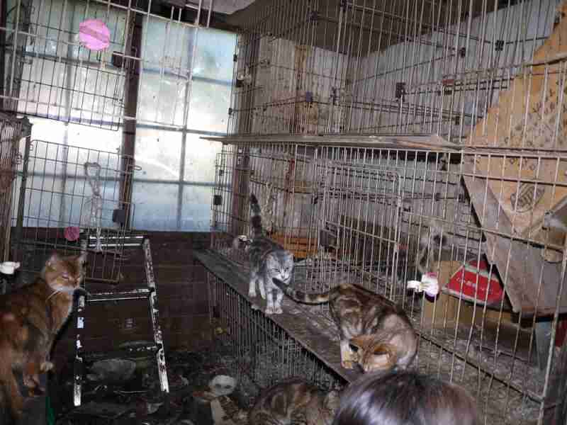 ちょこママと猫をたすけてください｜言葉を話せない動物たちからのＳＯＳ ～殺処分される命を救うために～