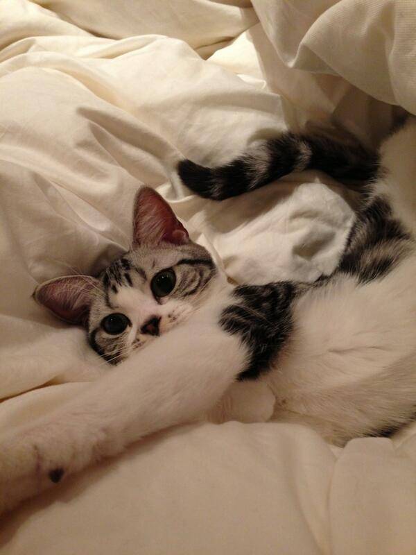 前田敦子、ペットは「猫が8匹、犬が6匹…」「知らない間にどんどん増えてる」