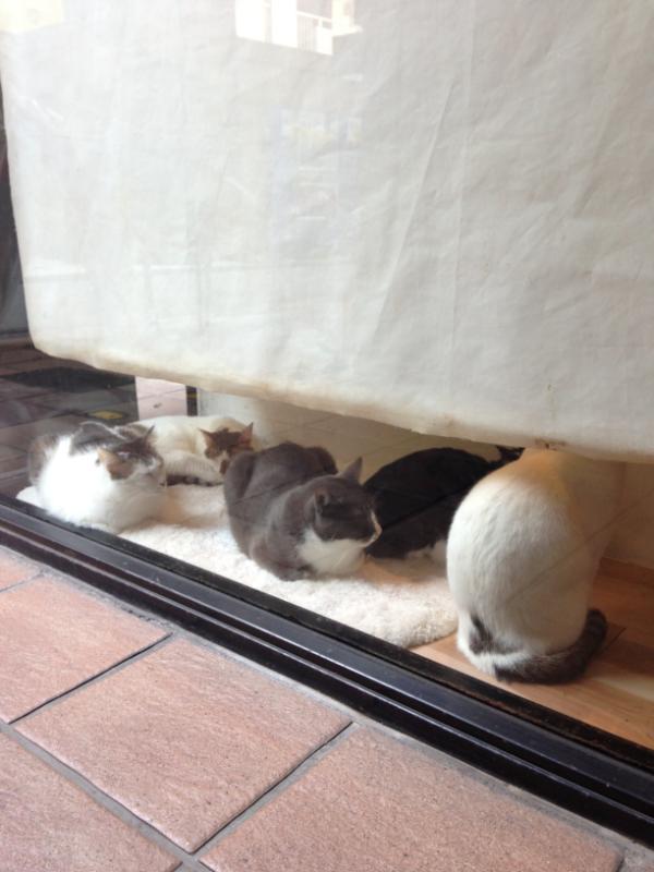 『ガルちゃん猫図鑑』