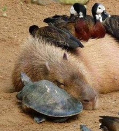 カピバラさんのカリスマ性がすごい！寝転ぶといろんな動物たちが寄り添ってくるｗ（主に体温のせい）