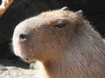カピバラさんのカリスマ性がすごい！寝転ぶといろんな動物たちが寄り添ってくるｗ（主に体温のせい）