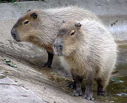 カピバラさんのカリスマ性がすごい！寝転ぶといろんな動物たちが寄り添ってくるｗｗｗｗ（主に体温のせい） ぶる速-VIP 
