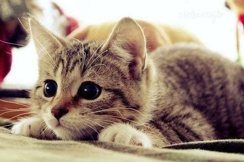 『ガルちゃん猫図鑑』