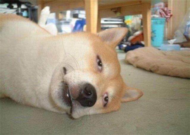 なんともいえない表情の画像をください