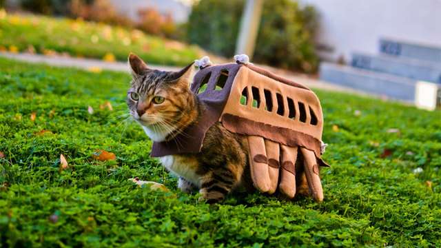 『ガルちゃん猫図鑑』